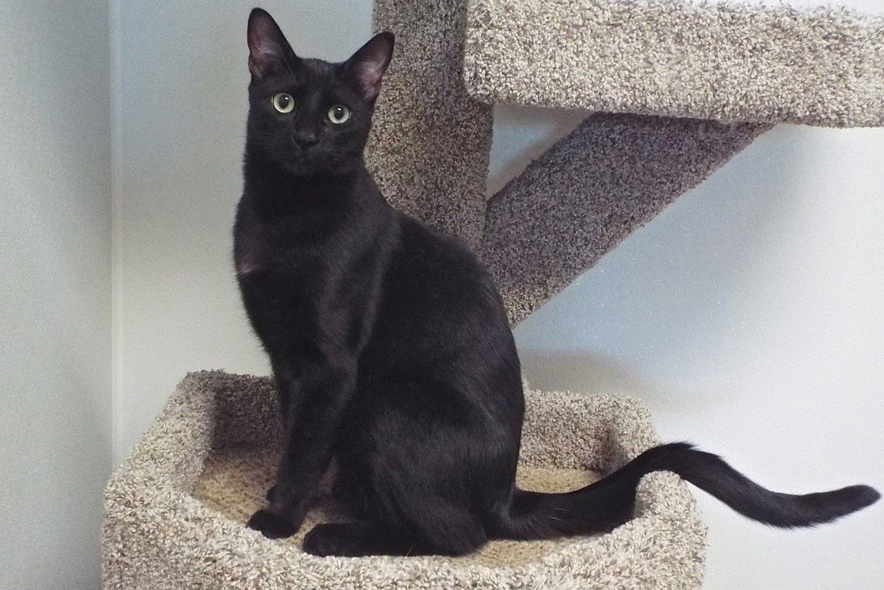 Adopt a friend: Heath